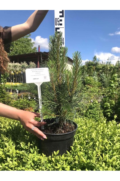 Сосна чорна / австрійська Фастiгiата - 1,5-5л/вис.20-25см/Ø15-20см